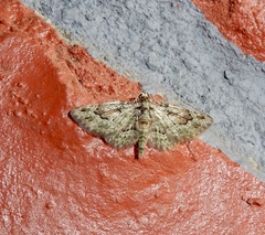 Calluga costalis