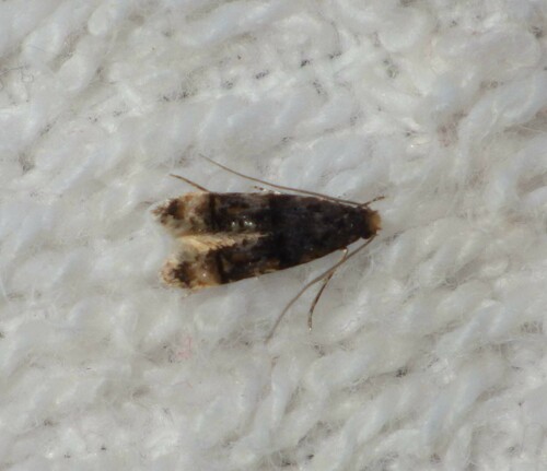 Stenoptinea cyaneimarmorella