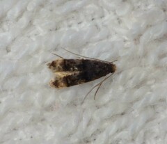 Stenoptinea cyaneimarmorella