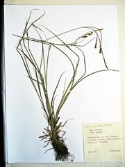 Carex arnellii
