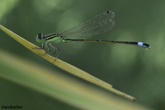 Ischnura evansi