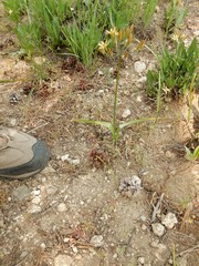 Triteleia ixioides anilina