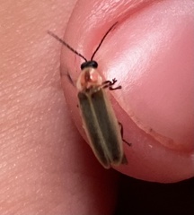 Photinus marginellus