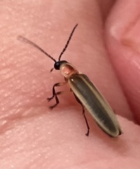 Photinus marginellus