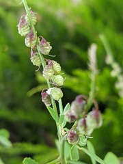 Melilotus tauricus