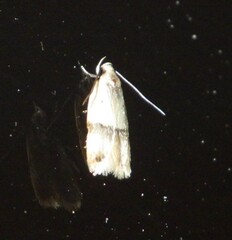 Odites kollarella