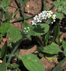Heliotropium hirsutissimum