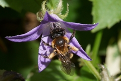 Andrena
