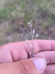 Physaria ovalifolia alba