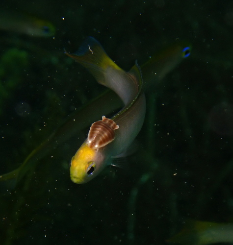 Yellowhead hulafish (Trachinops noarlungae) — Plesiopidae