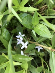 Diodia