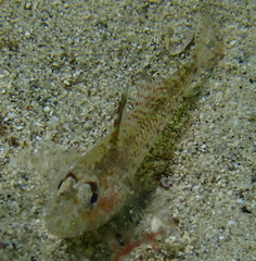 Nesogobius pulchellus