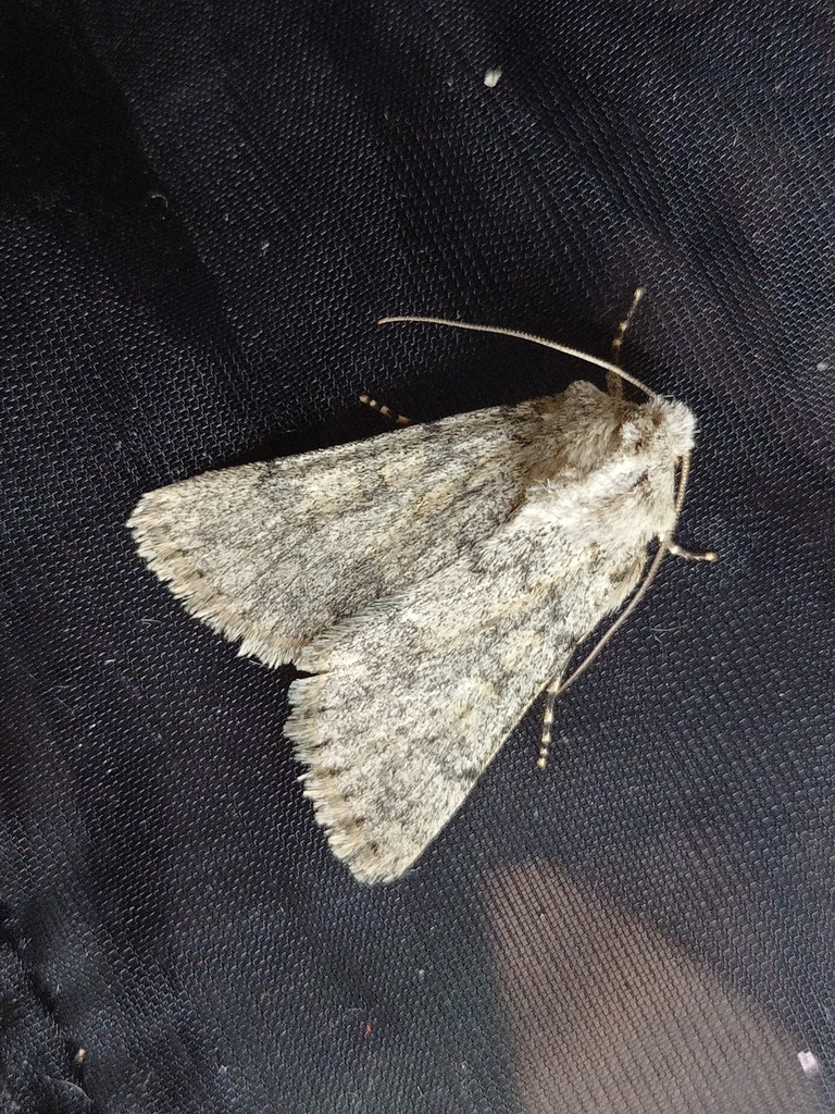 Dichagyris renigera