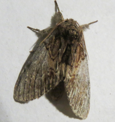 Peridea angulosa