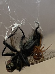 Parasteatoda lunata