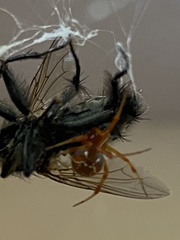 Parasteatoda lunata