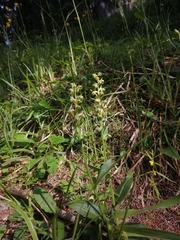 Dactylorhiza viridis