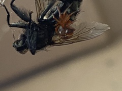 Parasteatoda lunata