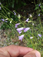 Campanula patula