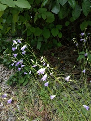 Campanula patula