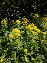 Descurainia tanacetifolia