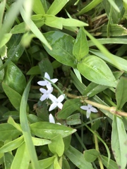 Diodia