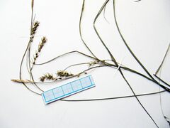 Carex arnellii