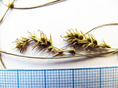Carex arnellii