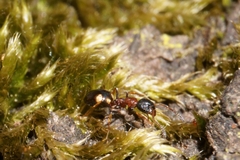 Dolichoderus quadripunctatus