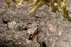 Dolichoderus quadripunctatus