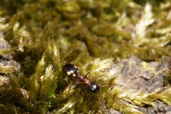 Dolichoderus quadripunctatus