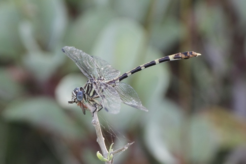 Five-striped Leaftail
