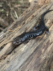 Desmognathus imitator