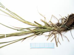 Carex arnellii