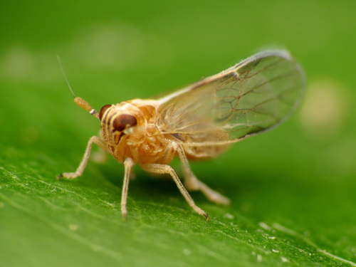 Javesella pellucida photo 4