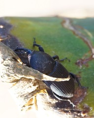 Scyphophorus yuccae