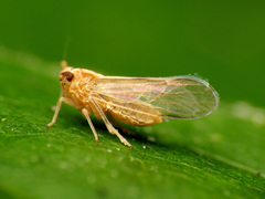 Javesella pellucida