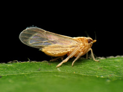 Javesella pellucida