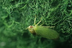 Iassus lanio