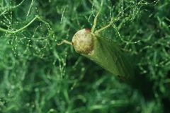 Iassus lanio