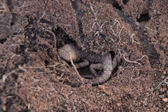 Pogona barbata