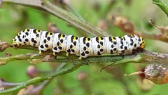 Cucullia scrophulariae
