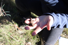 Pogona barbata