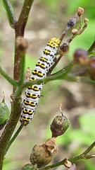 Cucullia scrophulariae