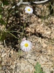 Erigeron tracyi