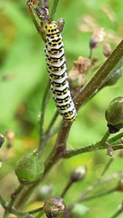 Cucullia scrophulariae