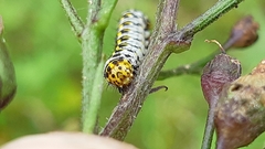 Cucullia scrophulariae