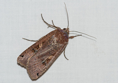 Noctua pronuba