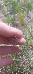 Smelowskia alba