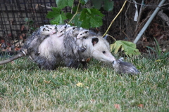 Virginia Opossum photo 4